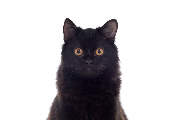 fekete macska nevek